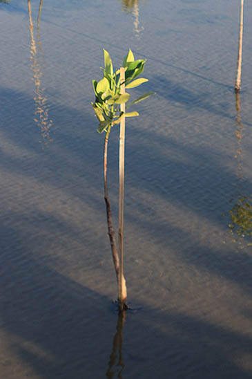 Thailand, Surat Thani, Don Sak River