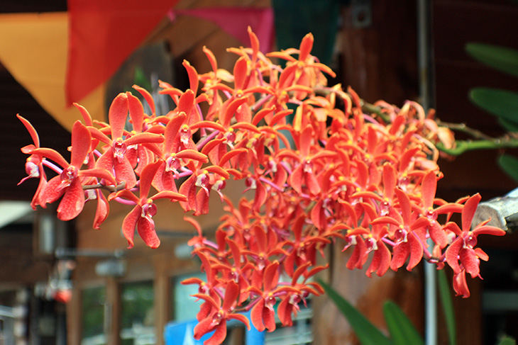 thailand, surat thani, floating market