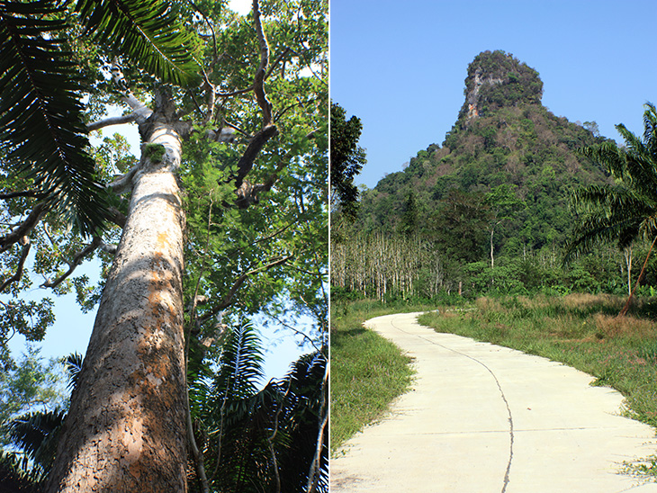 pak phraek park, surat thani, thailand