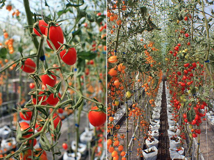 i love melon, surat thani, thailand, hydroponic