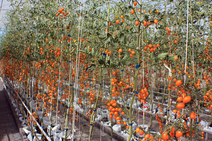 i love melon, surat thani, thailand, hydroponic