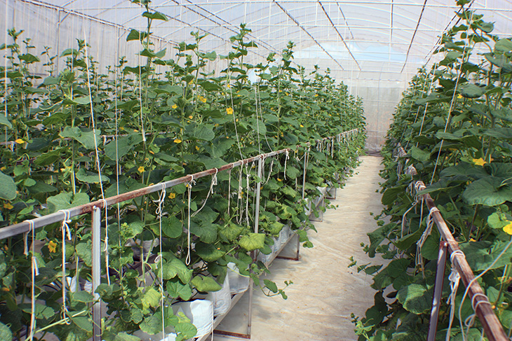 i love melon, surat thani, thailand, hydroponic