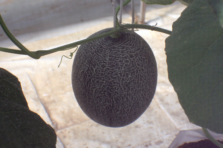 i love melon, surat thani, thailand, hydroponic