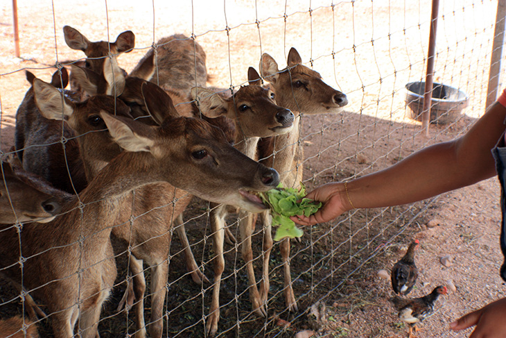 i love melon, surat thani, thailand, hydroponic