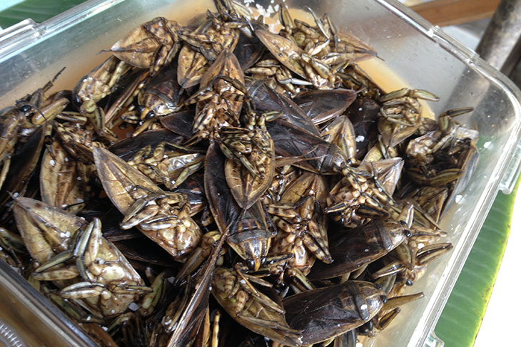 thailand, thai food, surat thani floating market