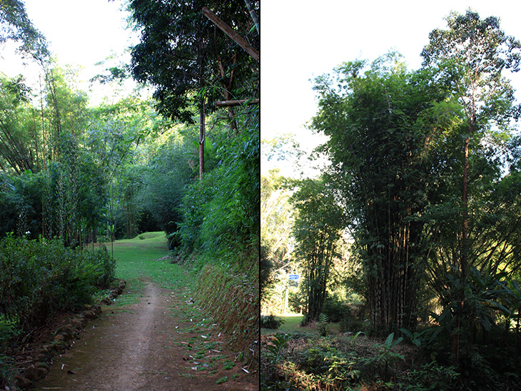 Pang Tong Palace Bamboo Complex