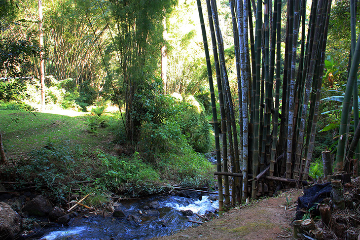 Pang Tong Palace Bamboo Complex