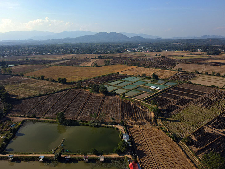 Doobua Lotus Garden Chiang Rai