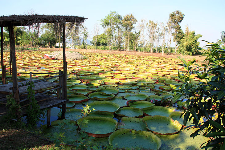 Doobua Lotus Garden Chiang Rai