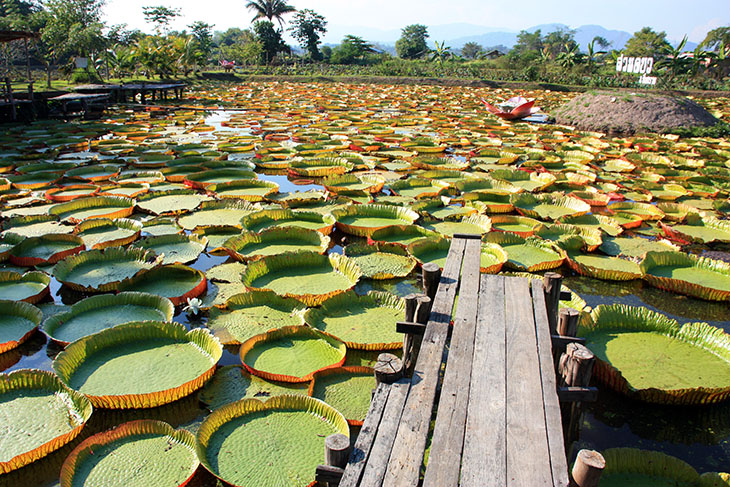 Doobua Lotus Garden Chiang Rai