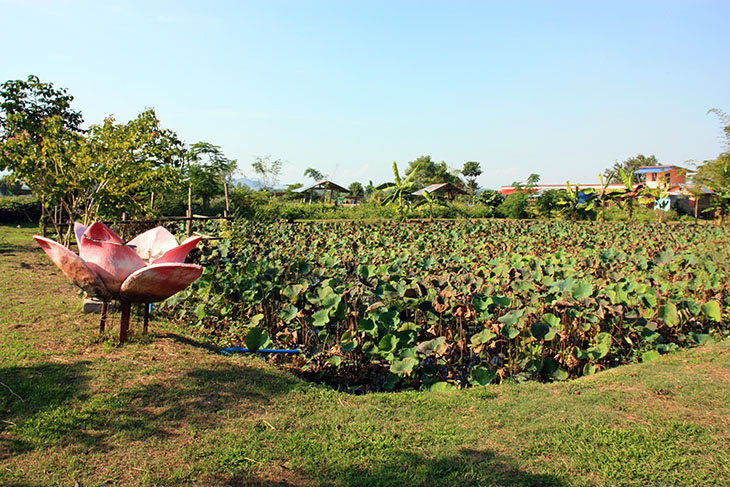 Doobua Lotus Garden Chiang Rai