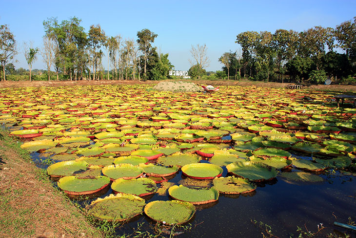 Doobua Lotus Garden Chiang Rai