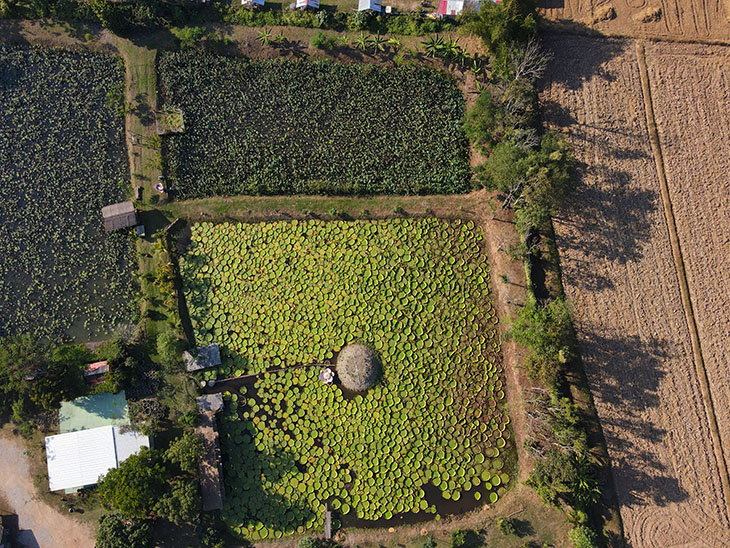 Doobua Lotus Garden Chiang Rai