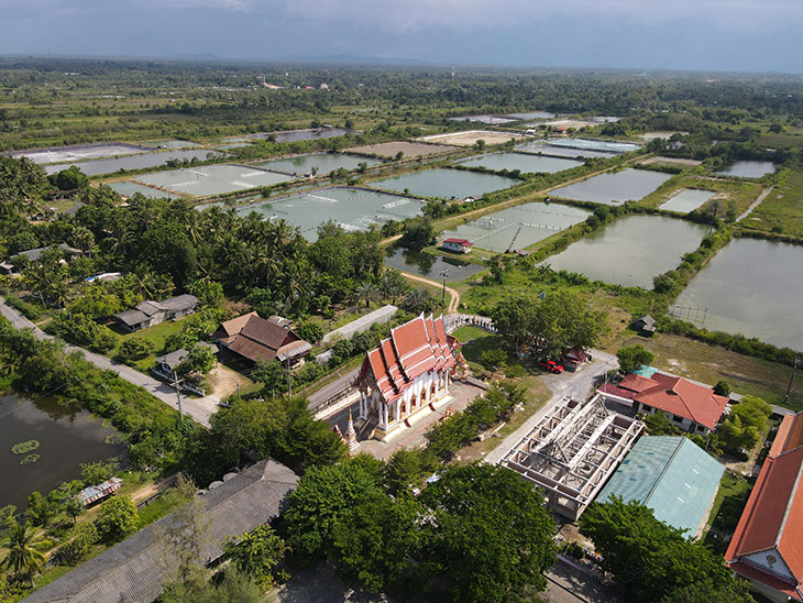 travel, thailand, wat pang tree, songkhla